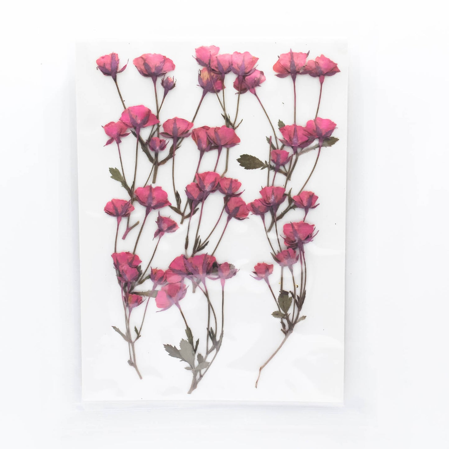 Mini Pressed Roses_08
