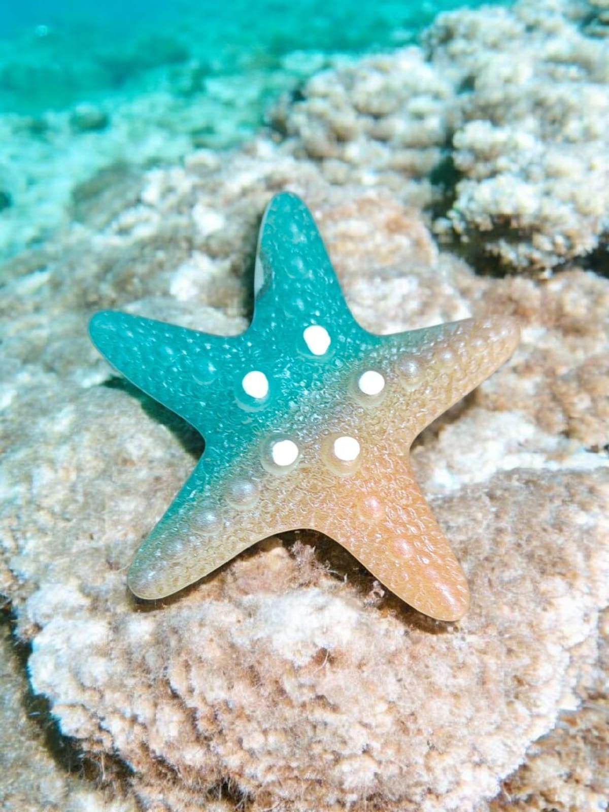 Glowing Star fish Big