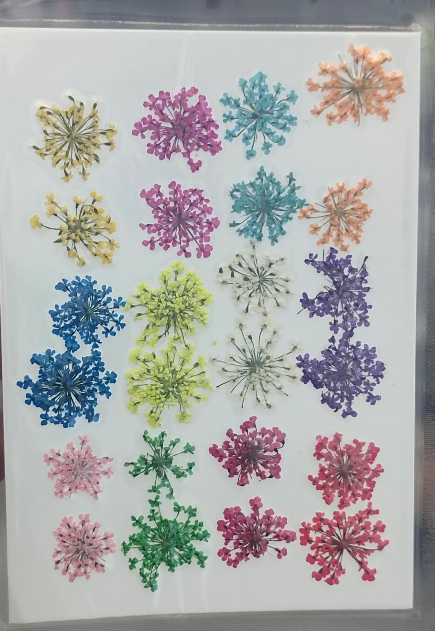 Pressed Flower _49