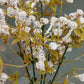 Artificial Baby breath Flower Bunch