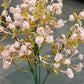 Artificial Baby breath Flower Bunch
