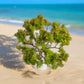 Big Tree_01