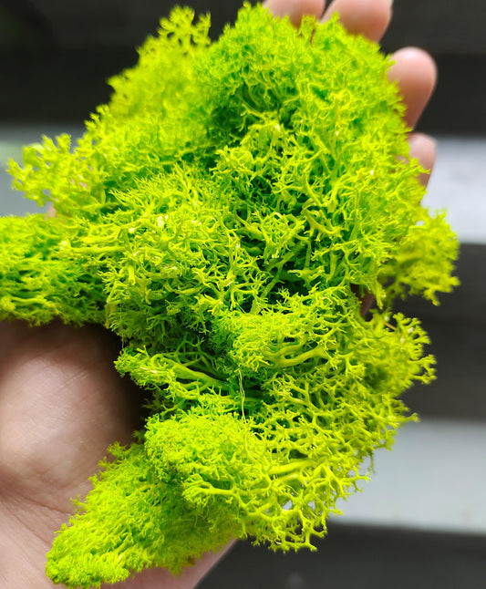 Reindeer moss grass - Light Green