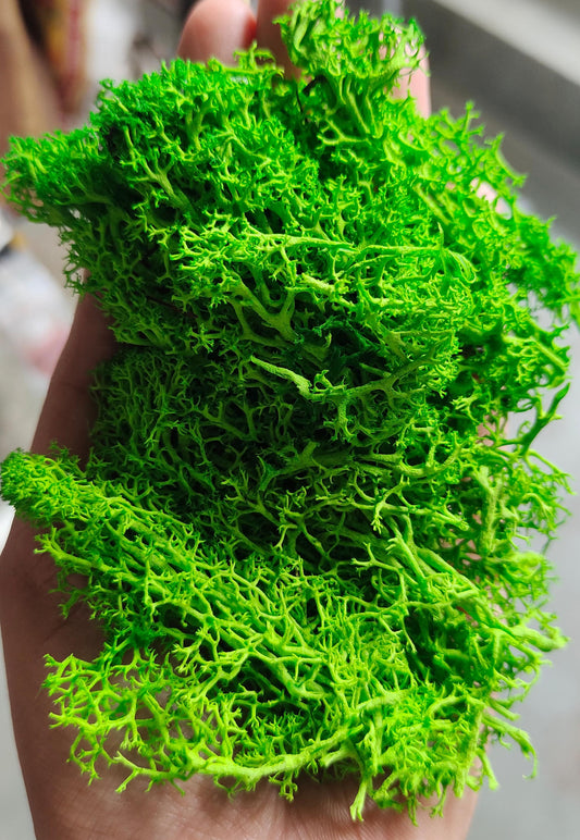 Reindeer moss grass - Dark Green