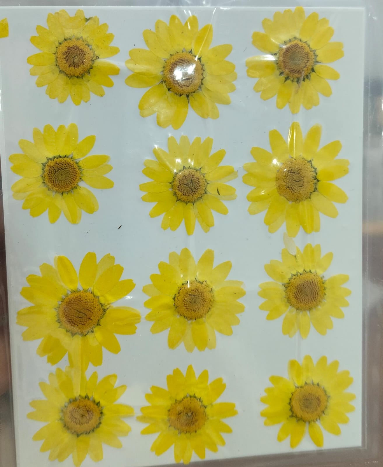 Pressed Flower _17 (Light Yellow)