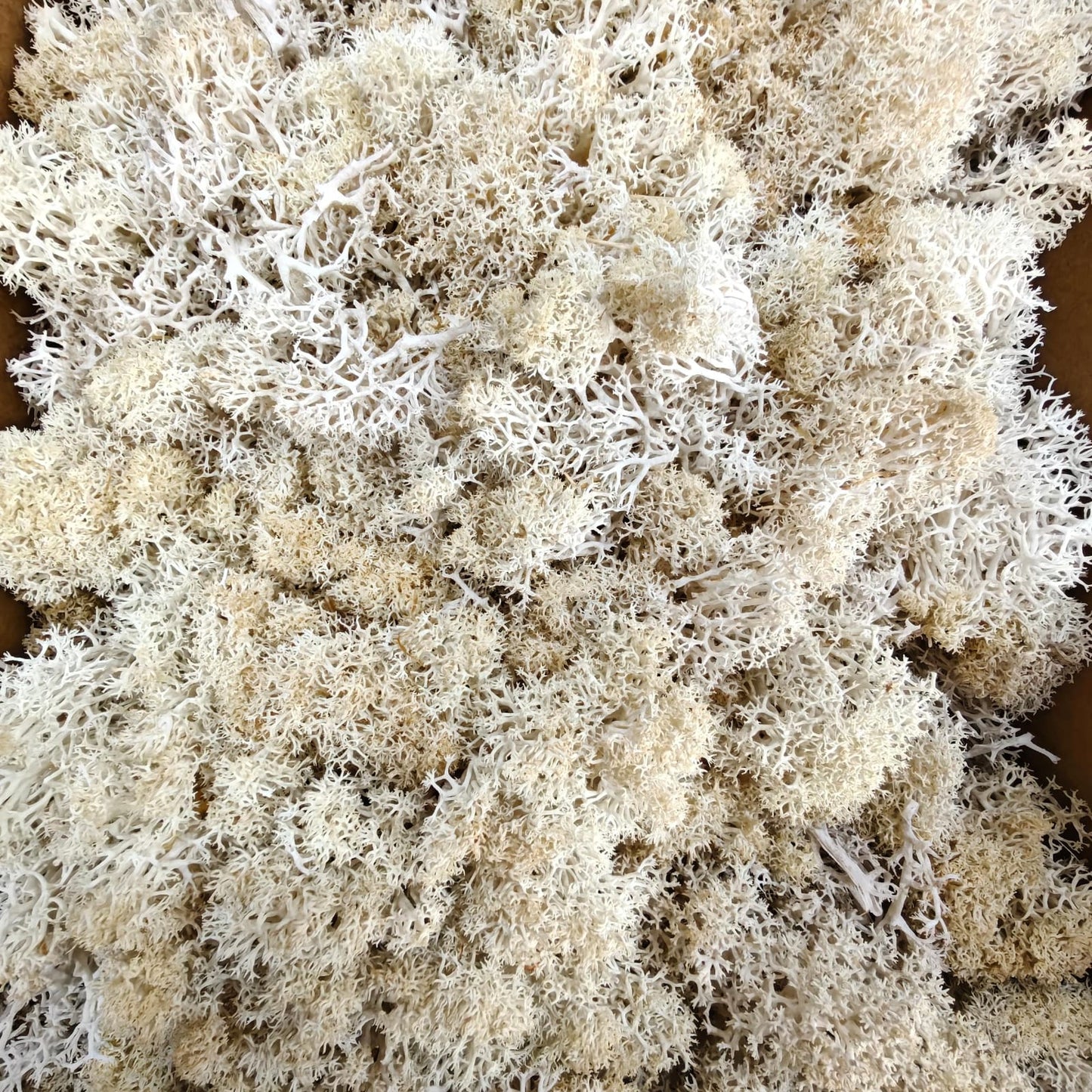 Reindeer moss grass - Off White