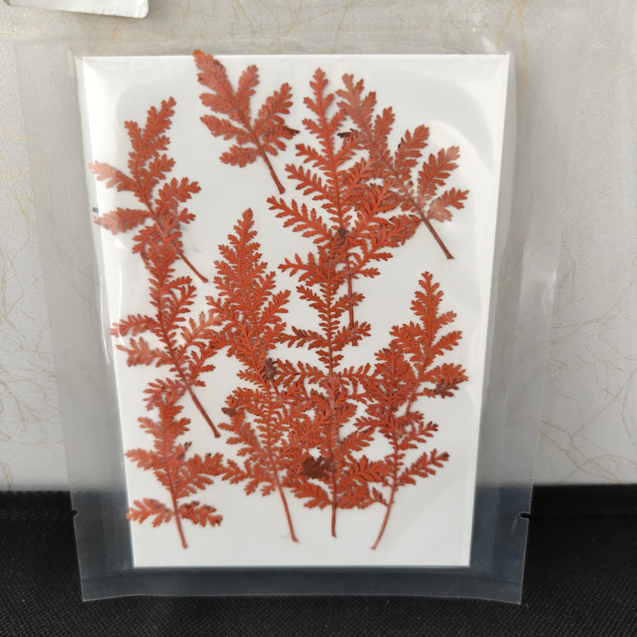 Pressed Flower _18