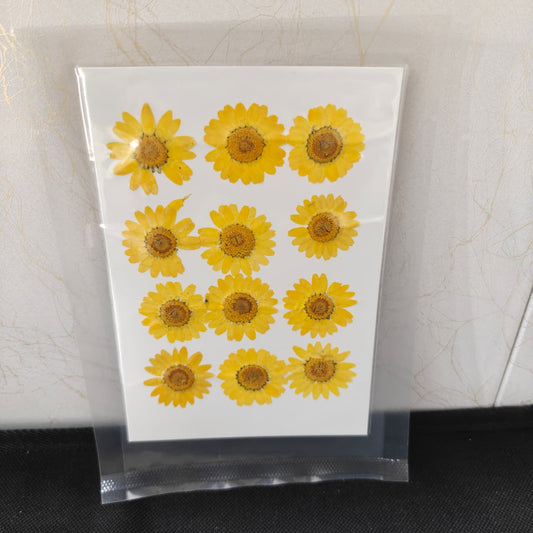 Pressed Flower _20(Dark yellow)