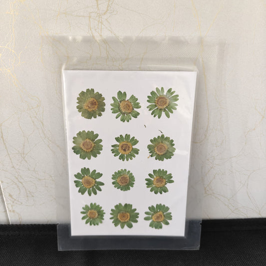 Pressed Flower _06