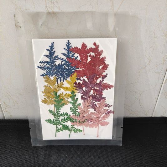 Pressed Flower _41