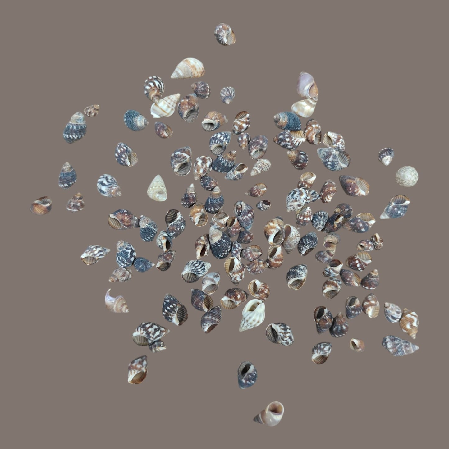 Sea Shell - 14
