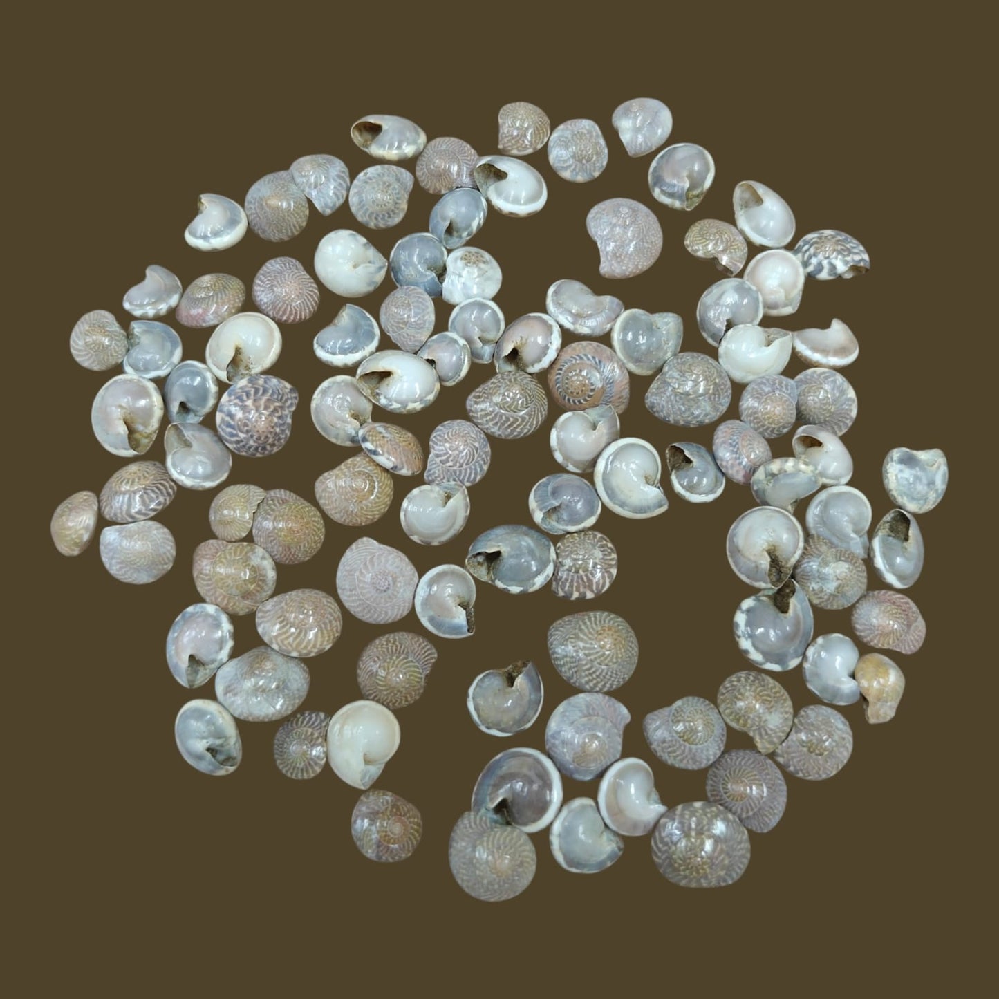 Sea Shell - 15