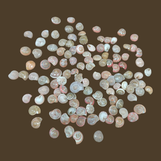 Sea Shell - 16