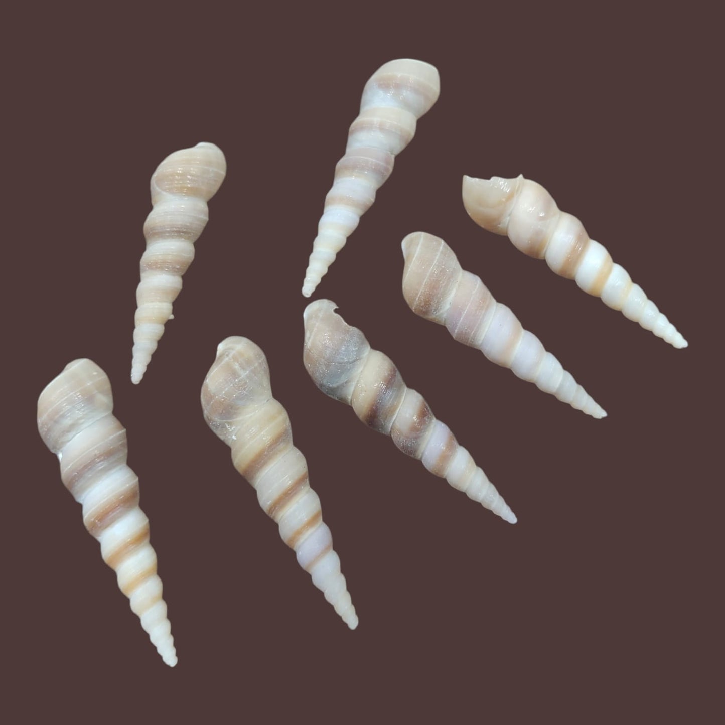 Sea Shell - 11