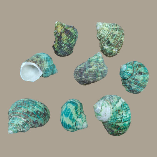 Sea Shell - 19
