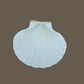 White Sea shell