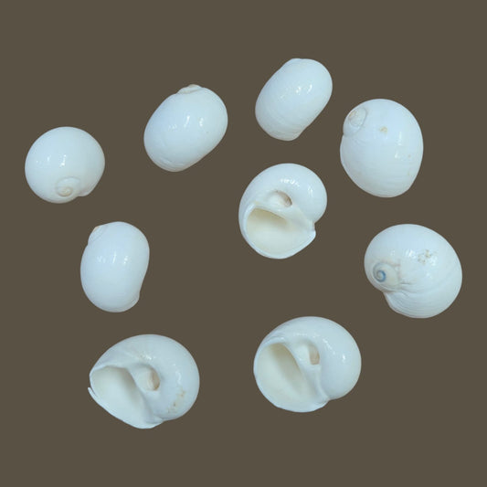 Sea Shell - 20