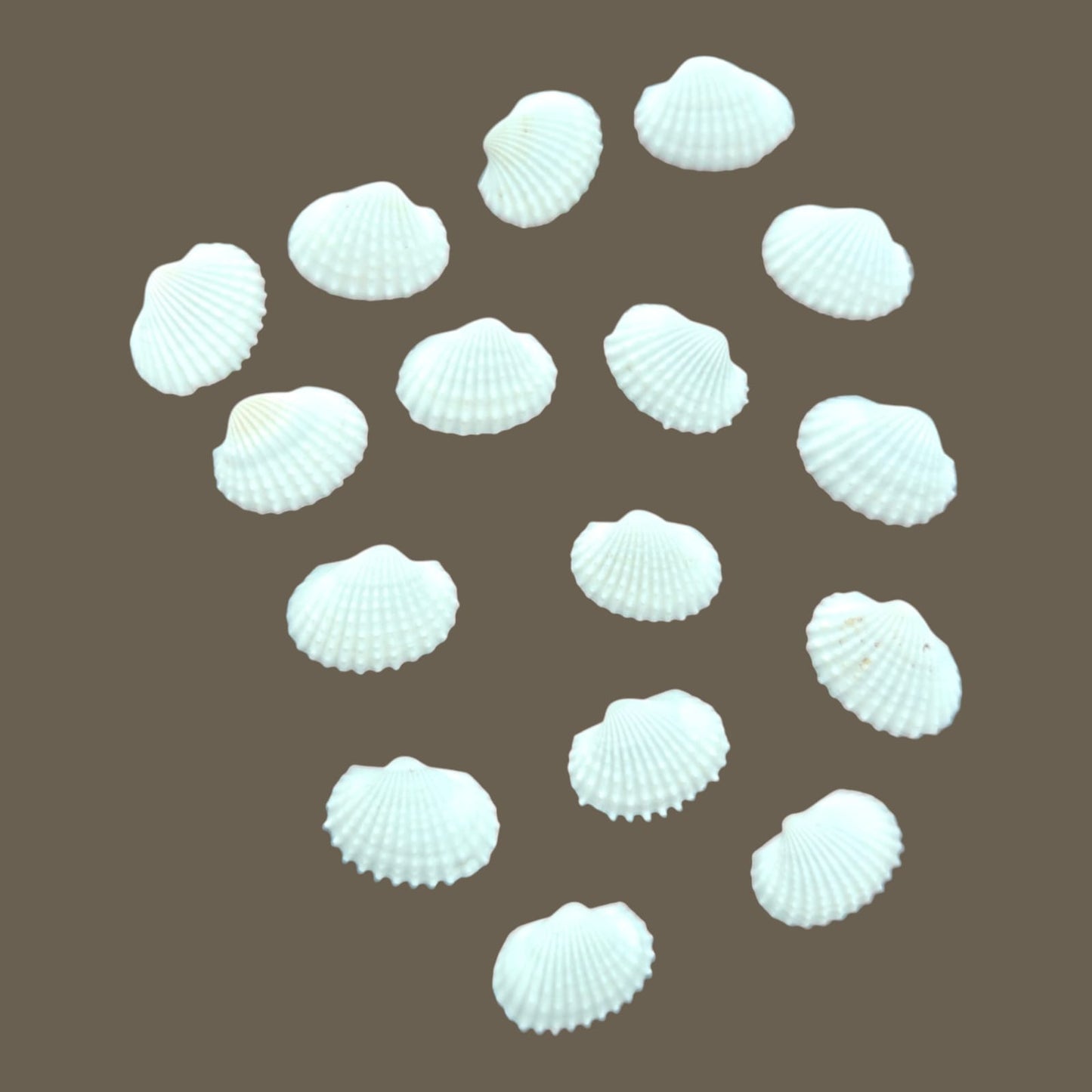 Sea Shell - 23