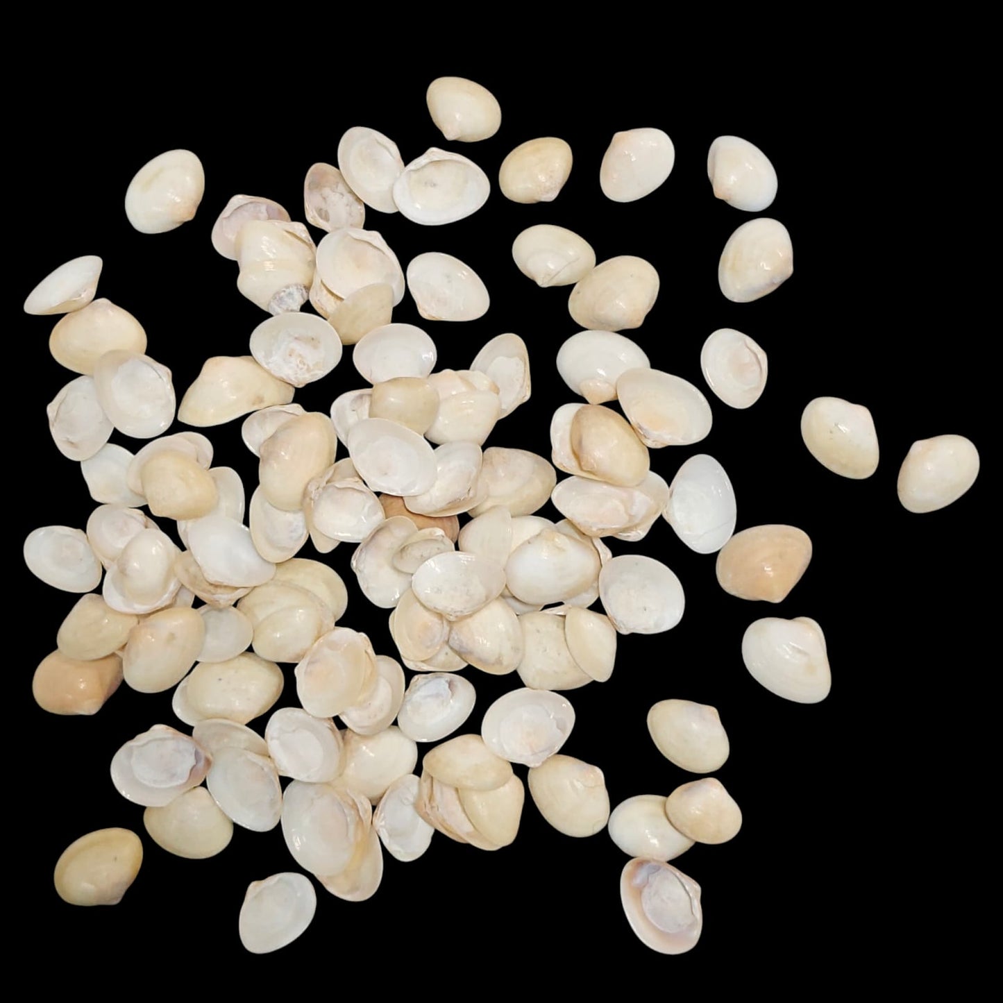 Sea Shell - 35