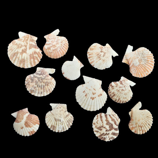 Sea Shell - 31
