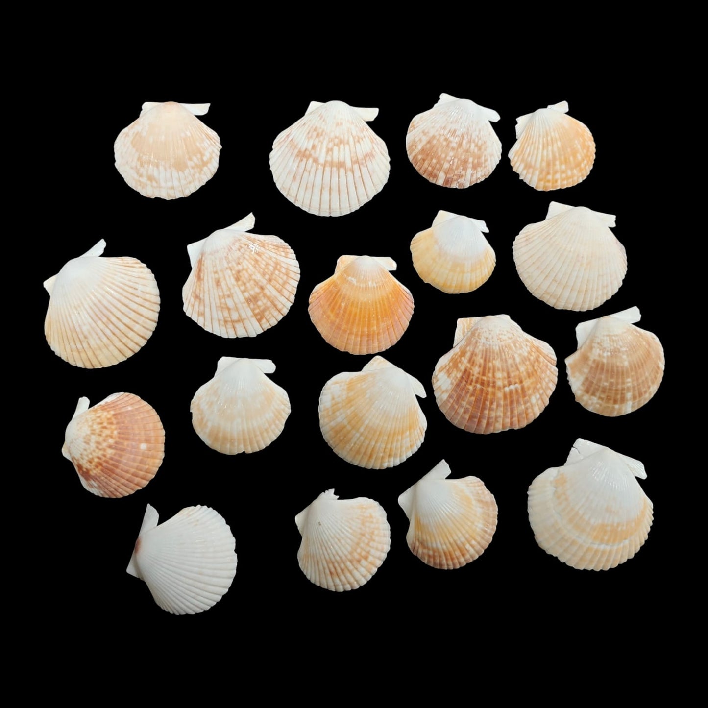 Sea Shell - 30