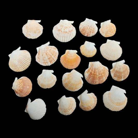 Sea Shell - 30