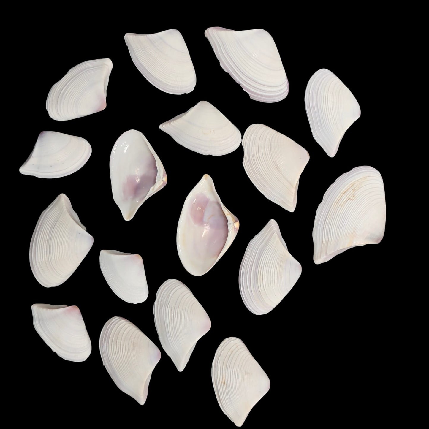 Sea Shell - 28