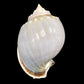 Sea Shell - 26