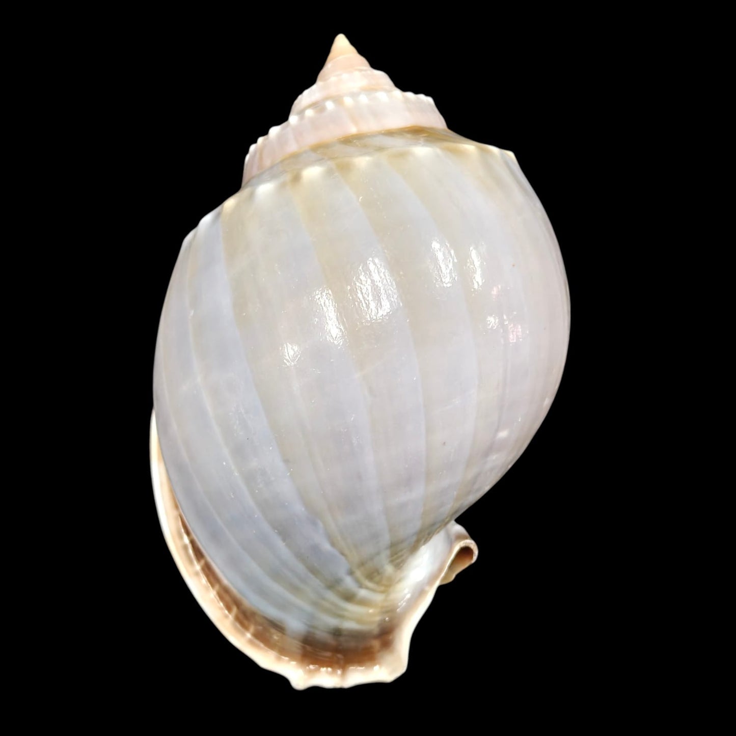 Sea Shell - 26