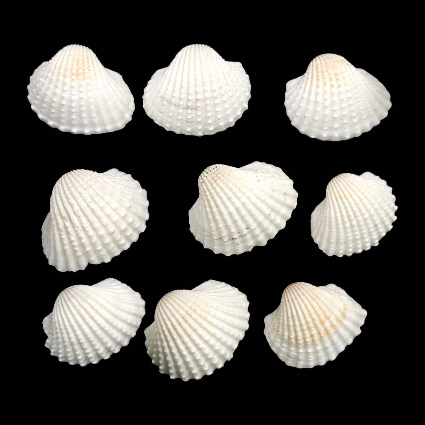 Sea Shell - 27