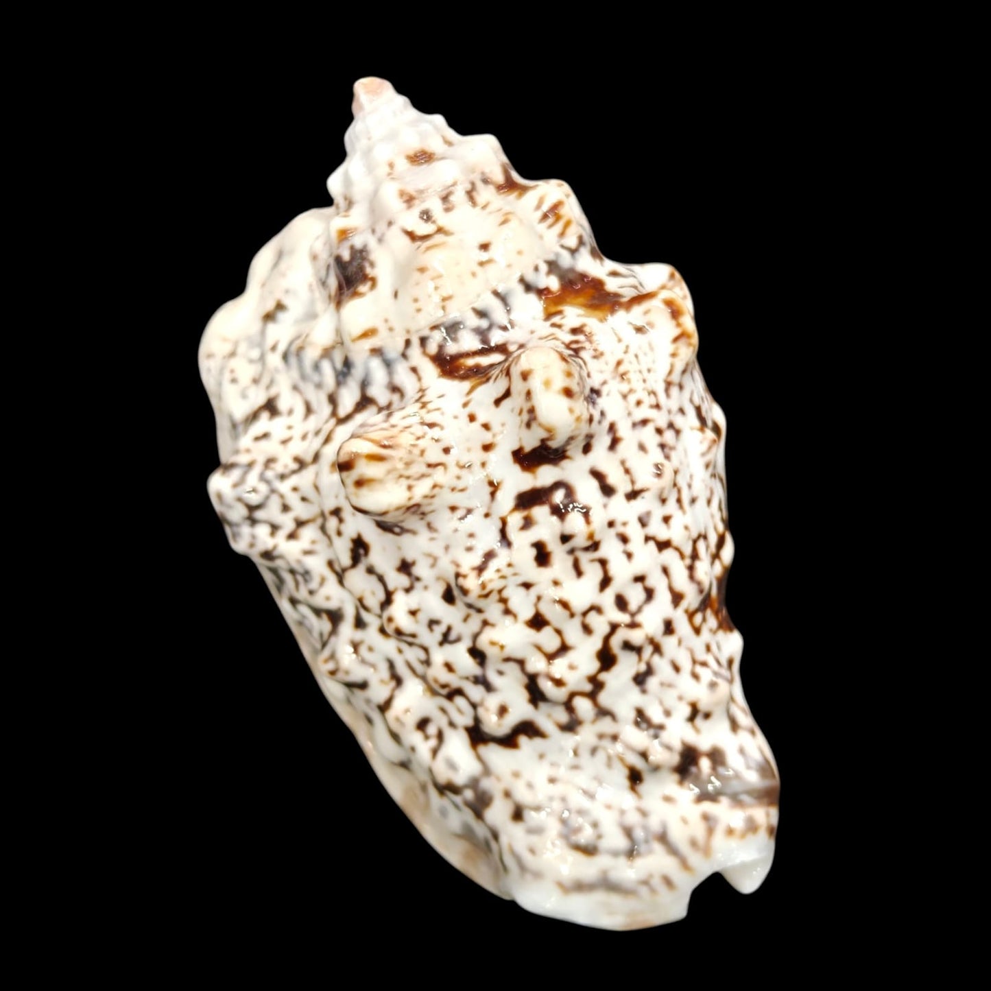 Sea Shell - 25