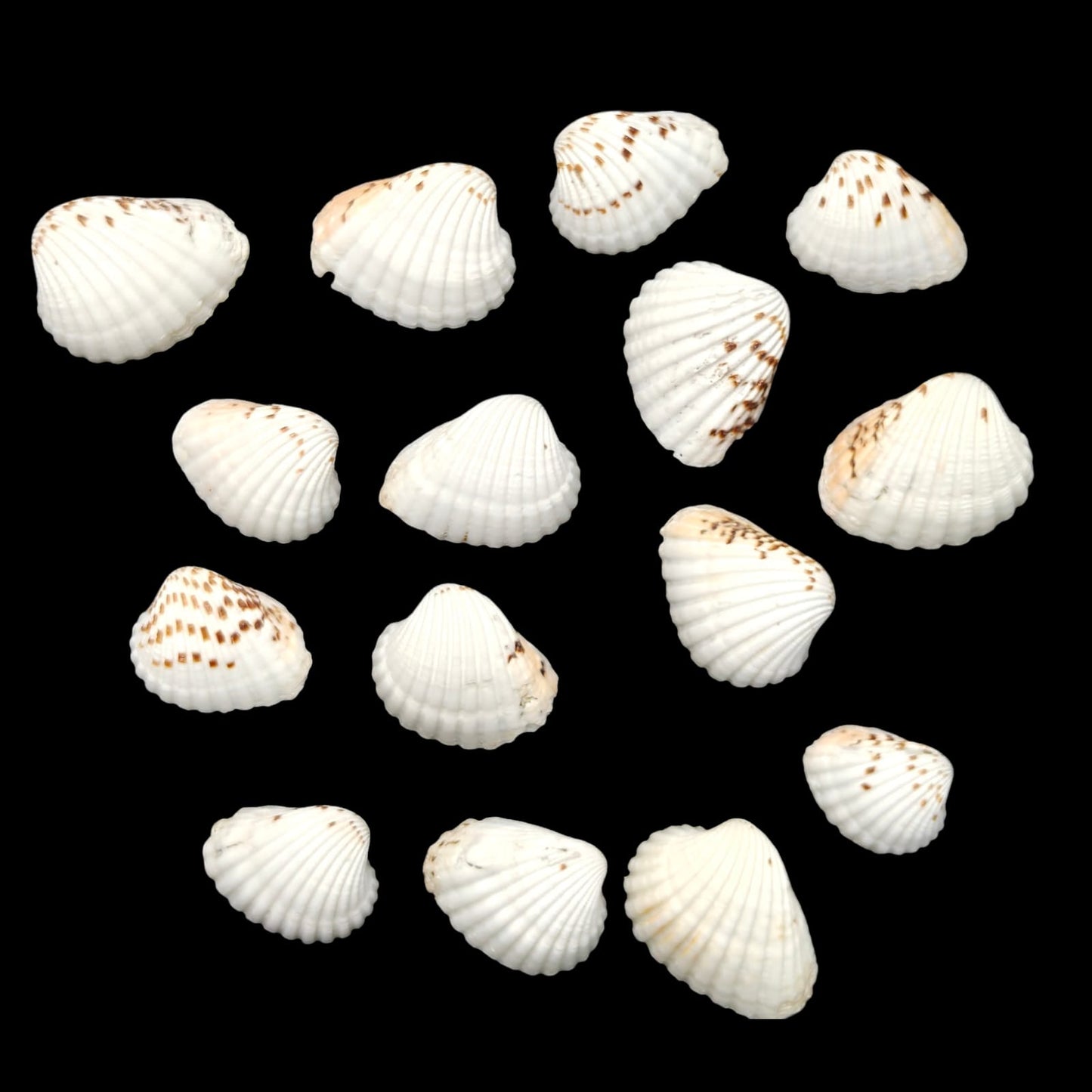 Sea Shell - 37