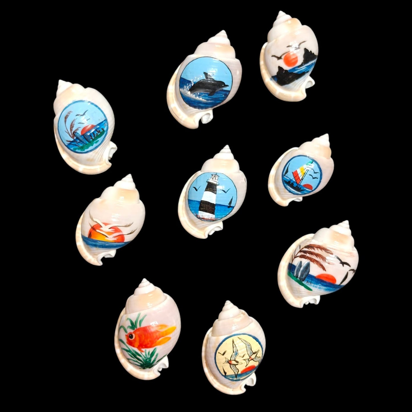 Sea Shell - 24