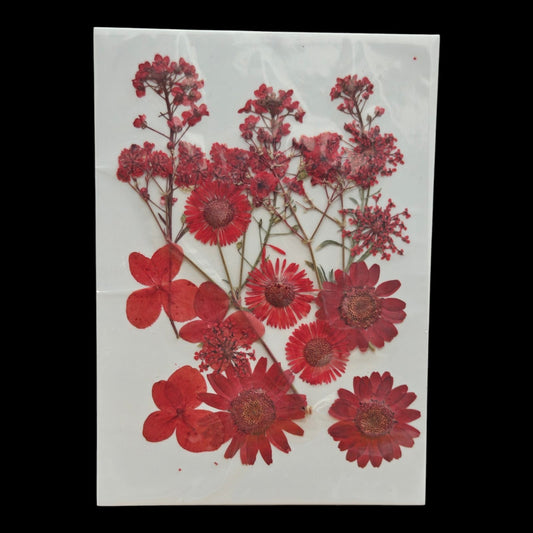 Pressed Flower _19
