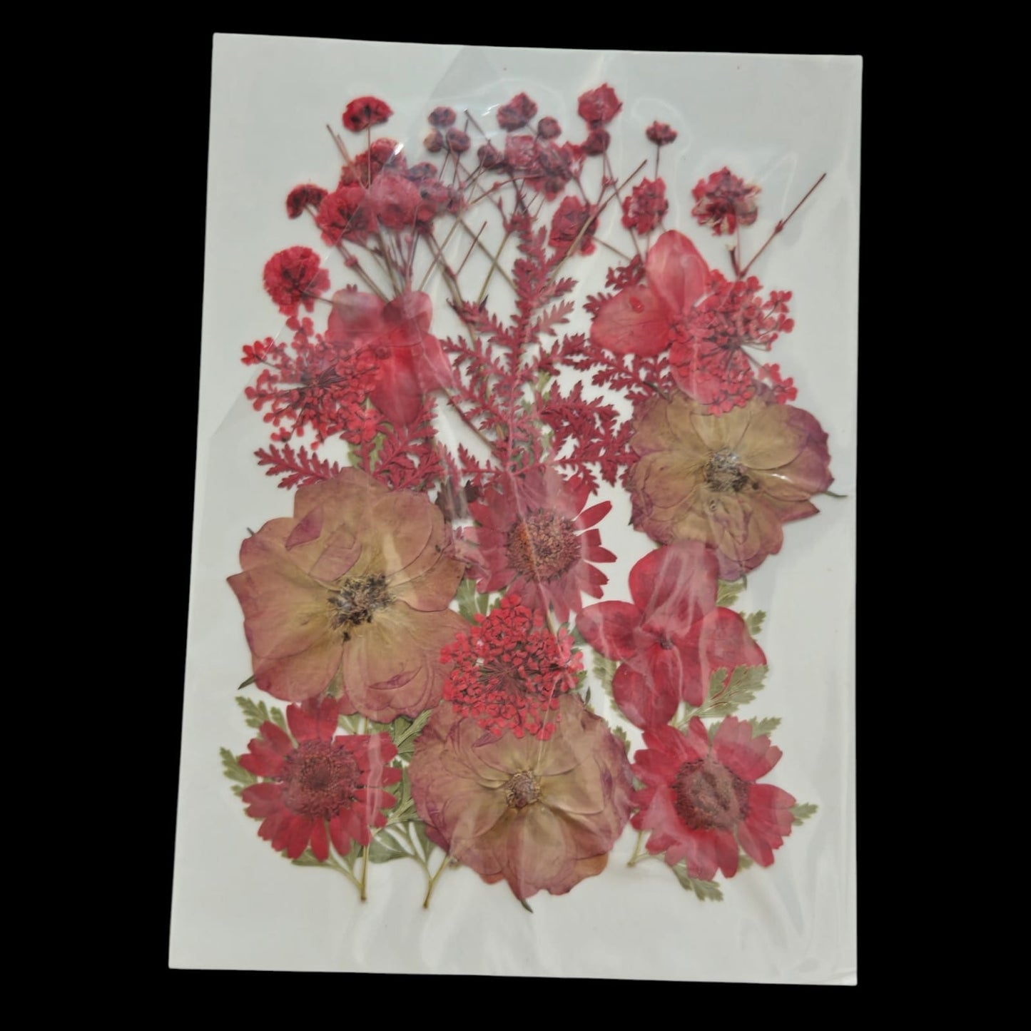 Pressed Flower _01