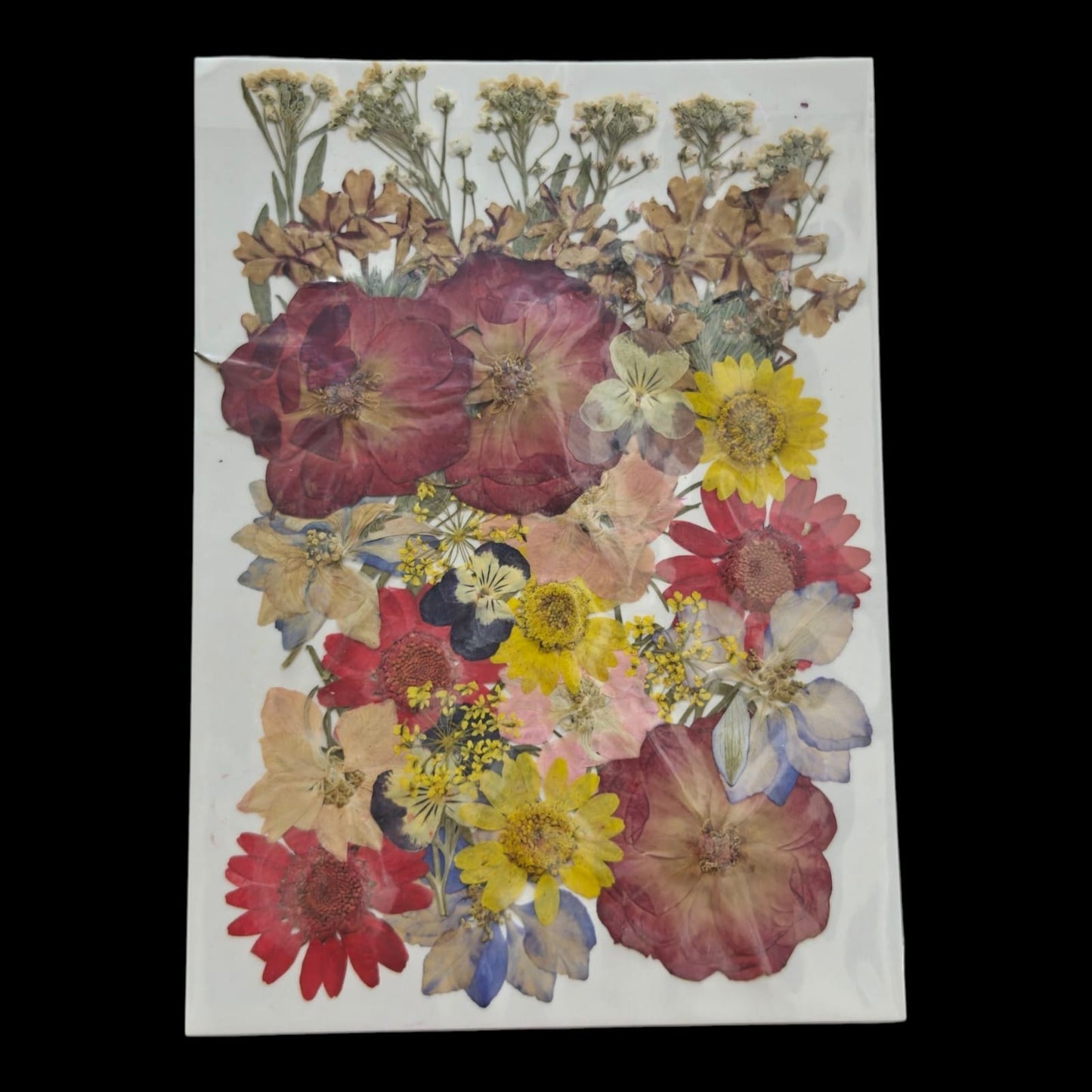 Pressed Flower _51