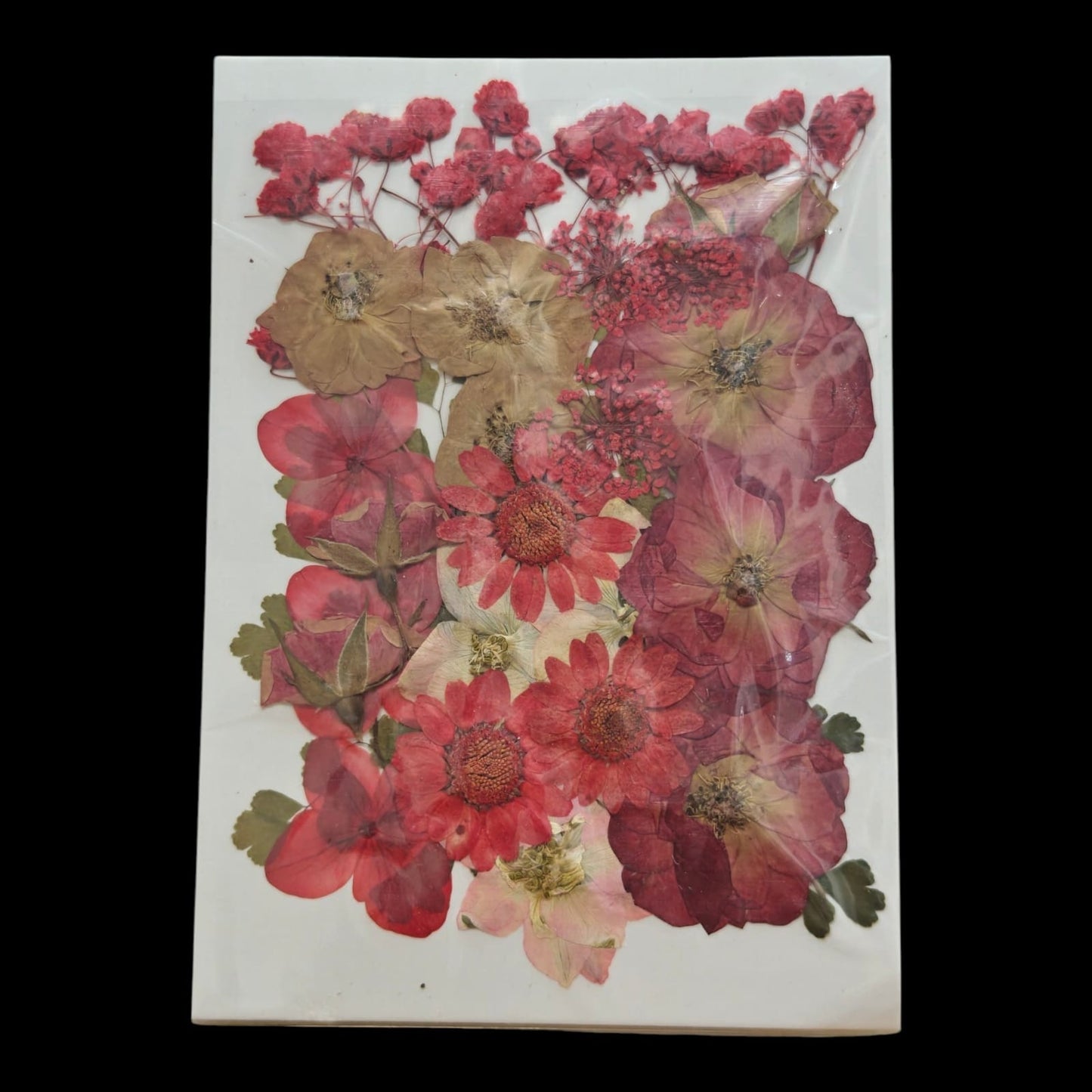 Pressed Flower _05