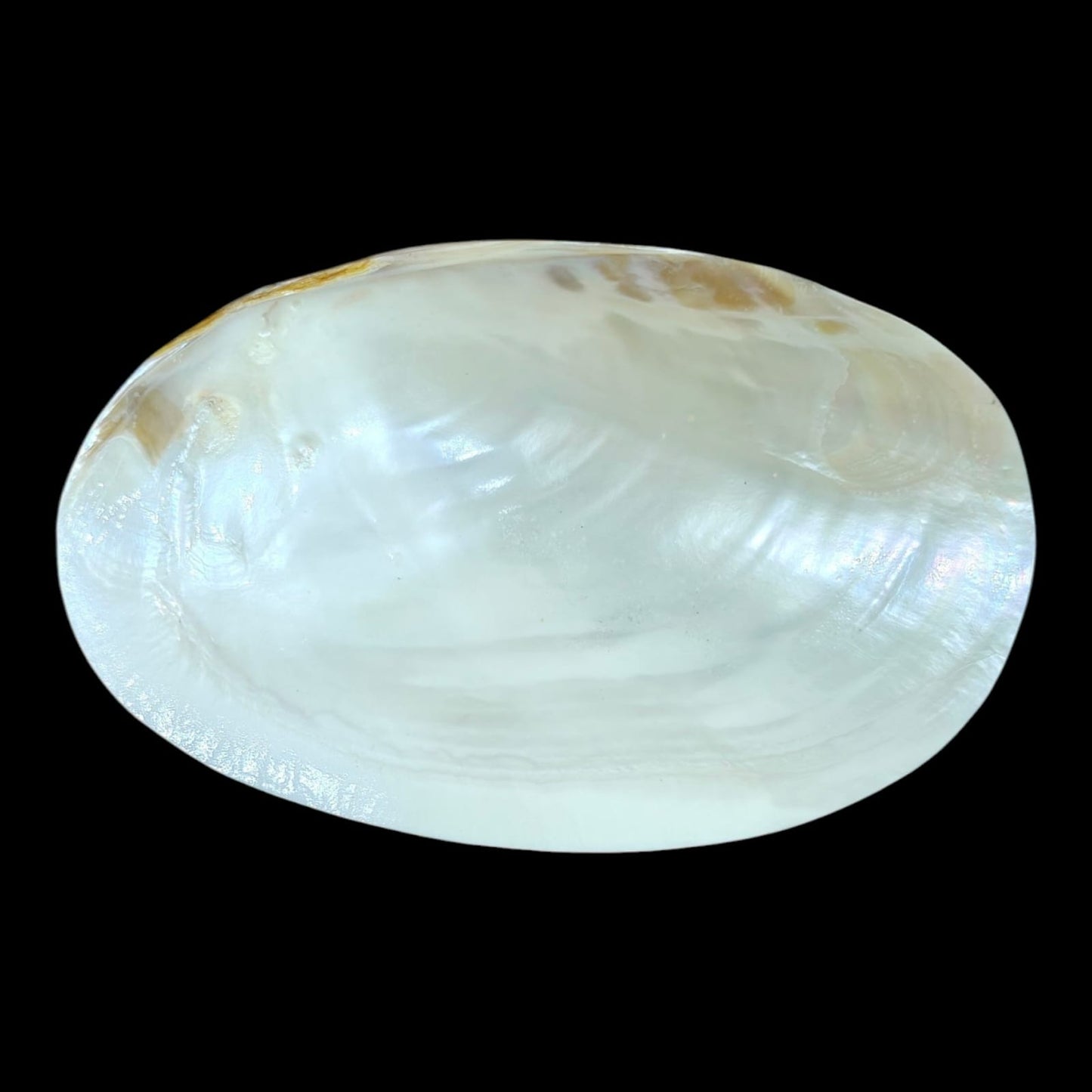 Big Sea Shell