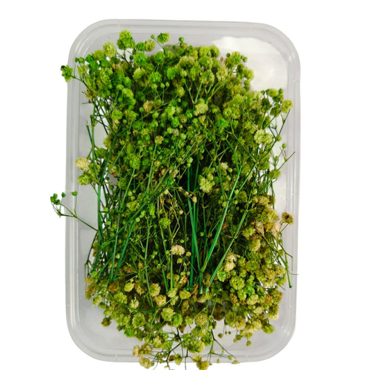 Baby Breath-11