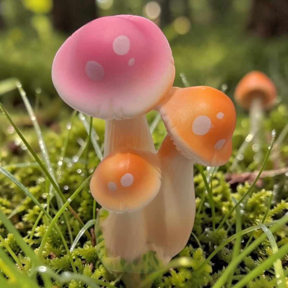 Mushroom Snail -1