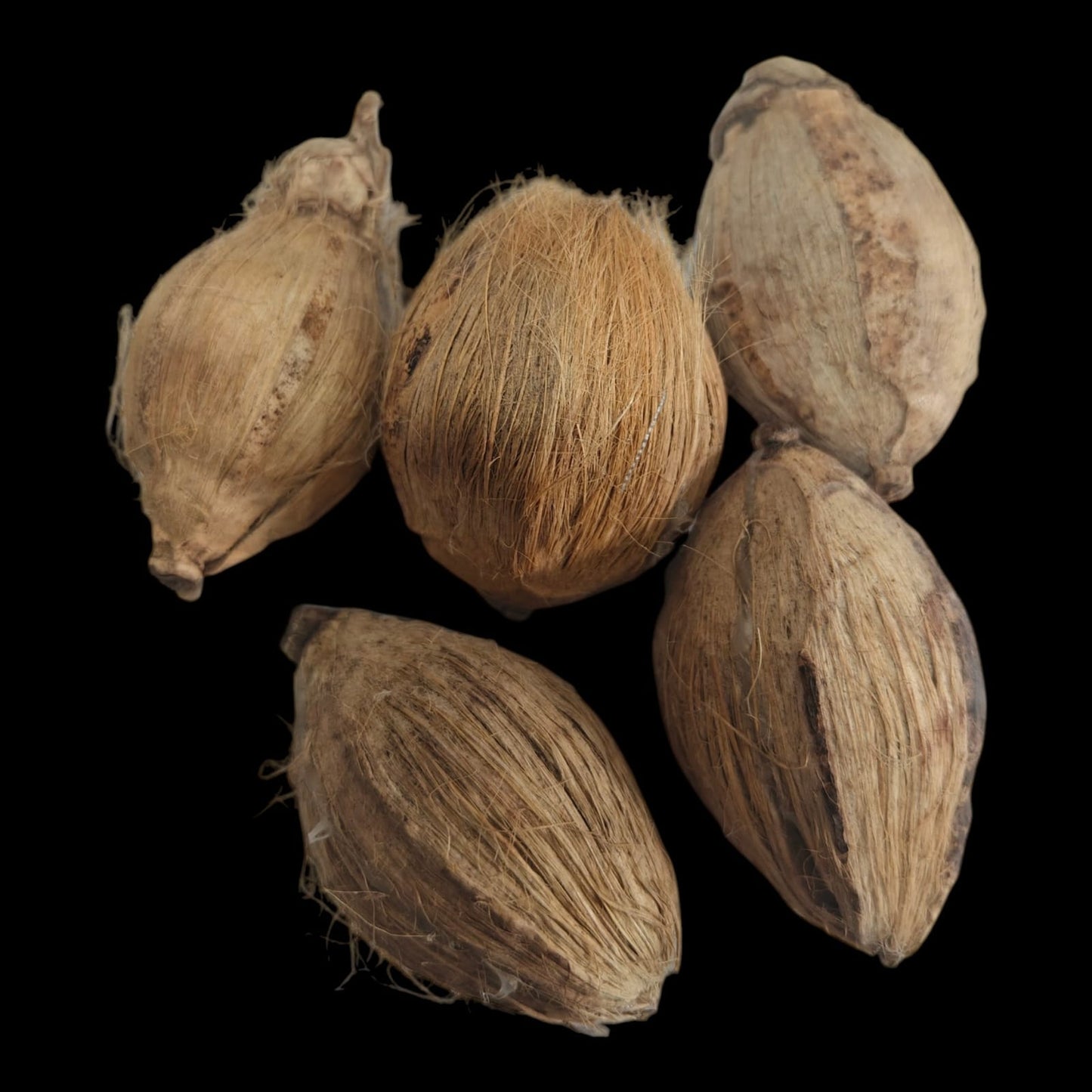 Small Nariyal