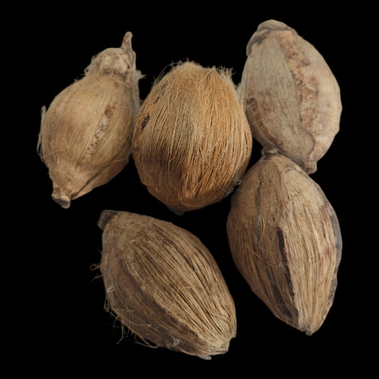 Small Nariyal