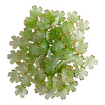 Small Flower_52