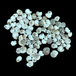 Sea Shell - 40