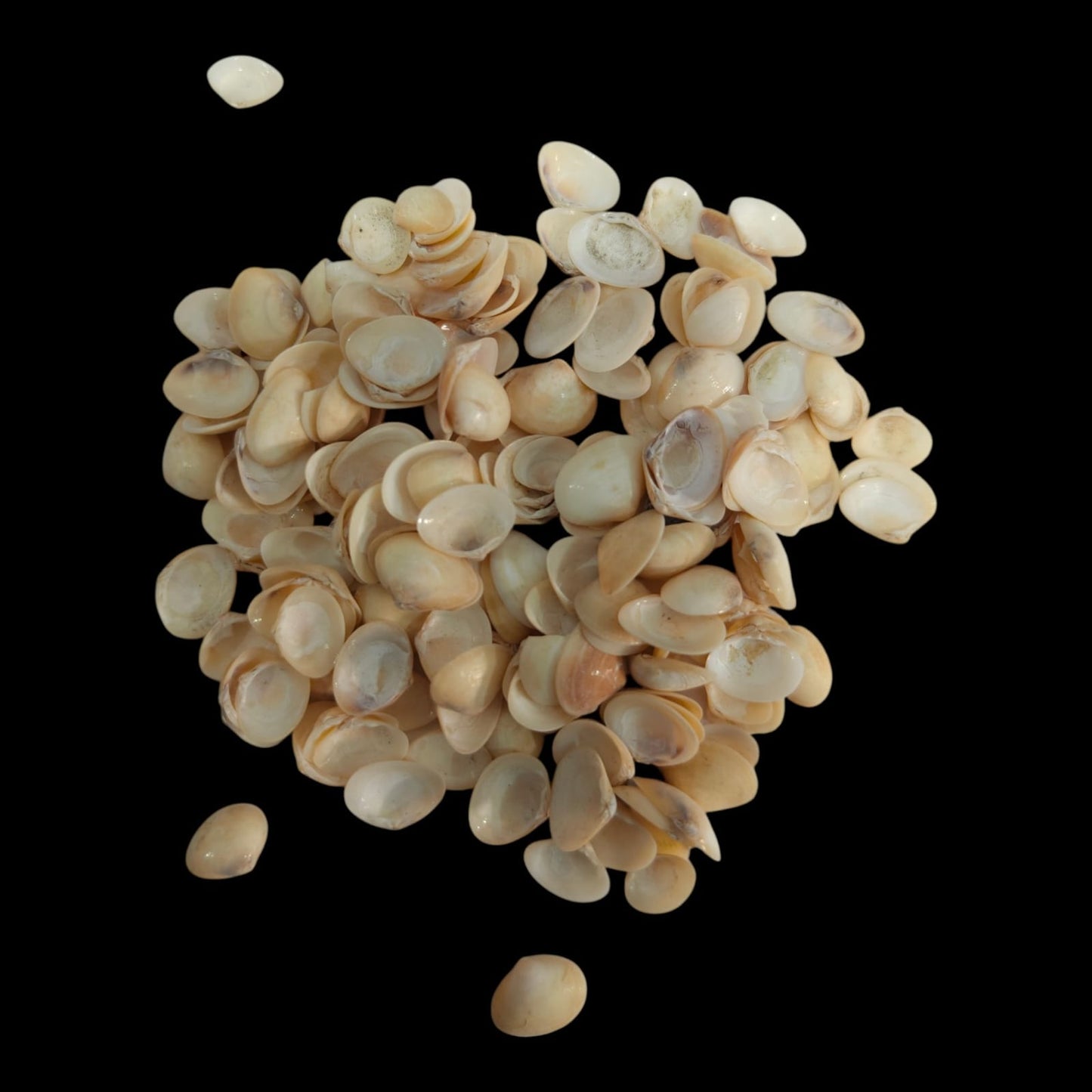 Sea Shell - 41