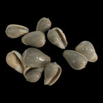 Sea Shell - 43