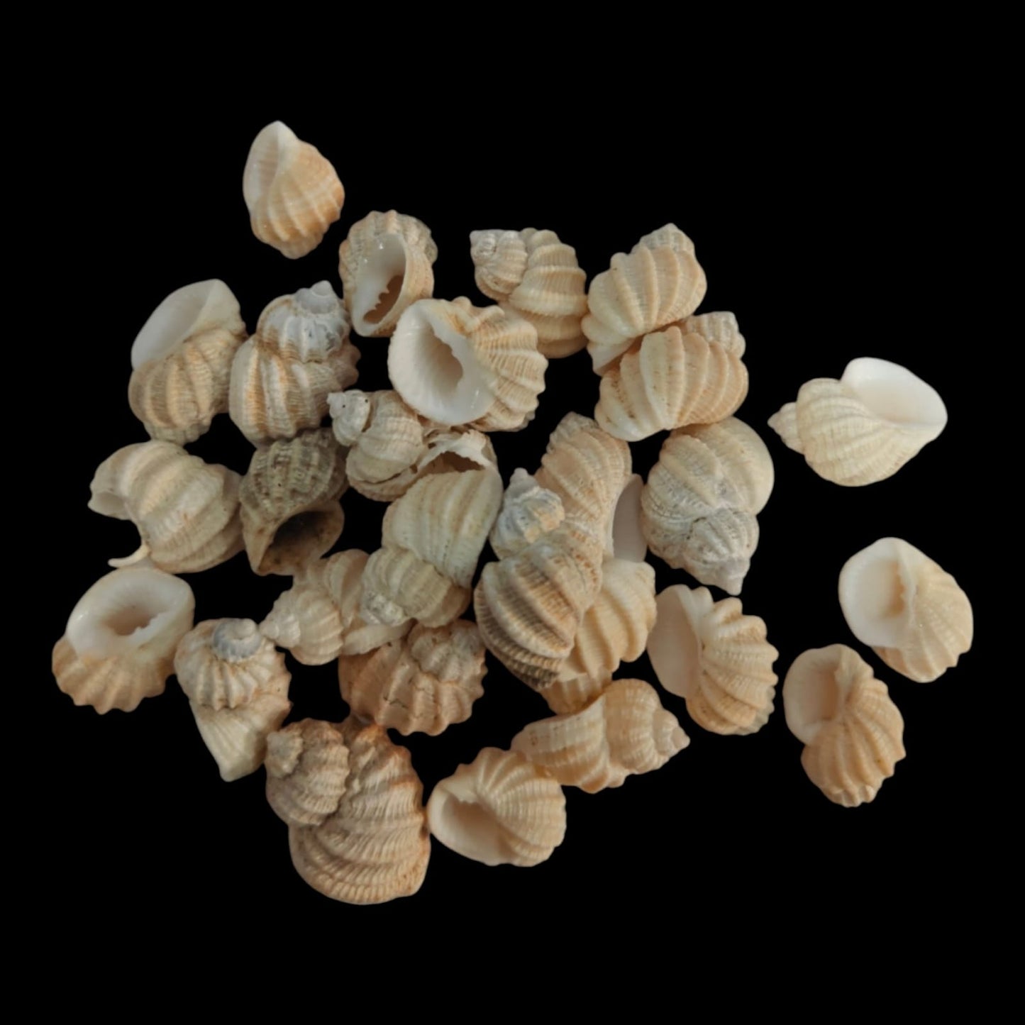Sea Shell - 45
