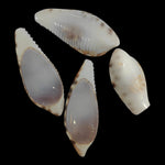 Sea Shell - 46