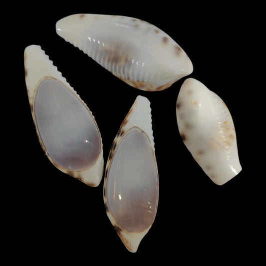 Sea Shell - 46