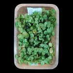 Hydrangea flower box-1